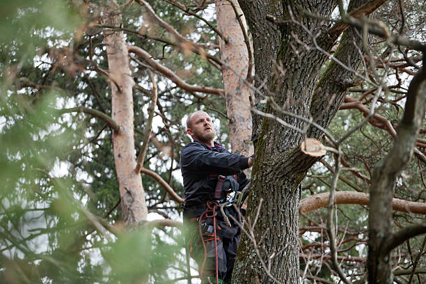 How Our Tree Care Process Works  in  Homer, MI